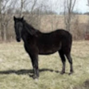 Meet your Posher, Alisha